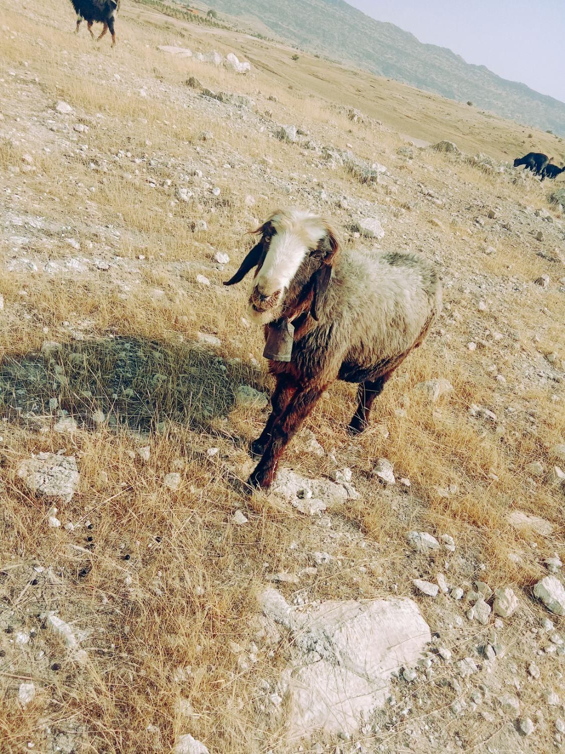 میش بره نر|حیوانات مزرعه|اندیکا, |دیوار