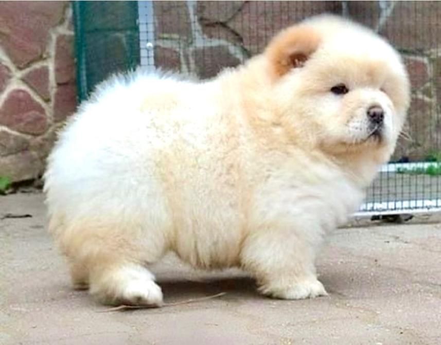 سگ چاو چاو|سگ|تهران, درکه|دیوار