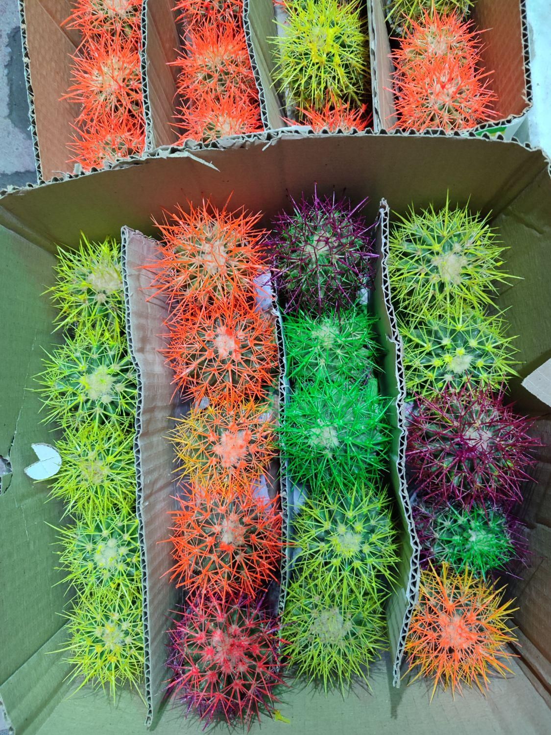 مرکز پخش کاکتوس اچینو رنگی|گل و گیاه طبیعی|گرگان, |دیوار