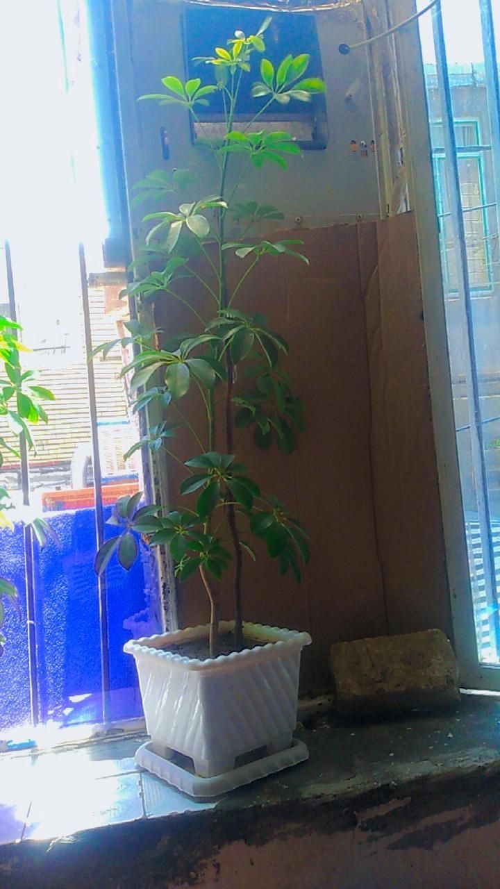 گل پنجه گربه ای و مورد|گل و گیاه طبیعی|جوانرود, |دیوار