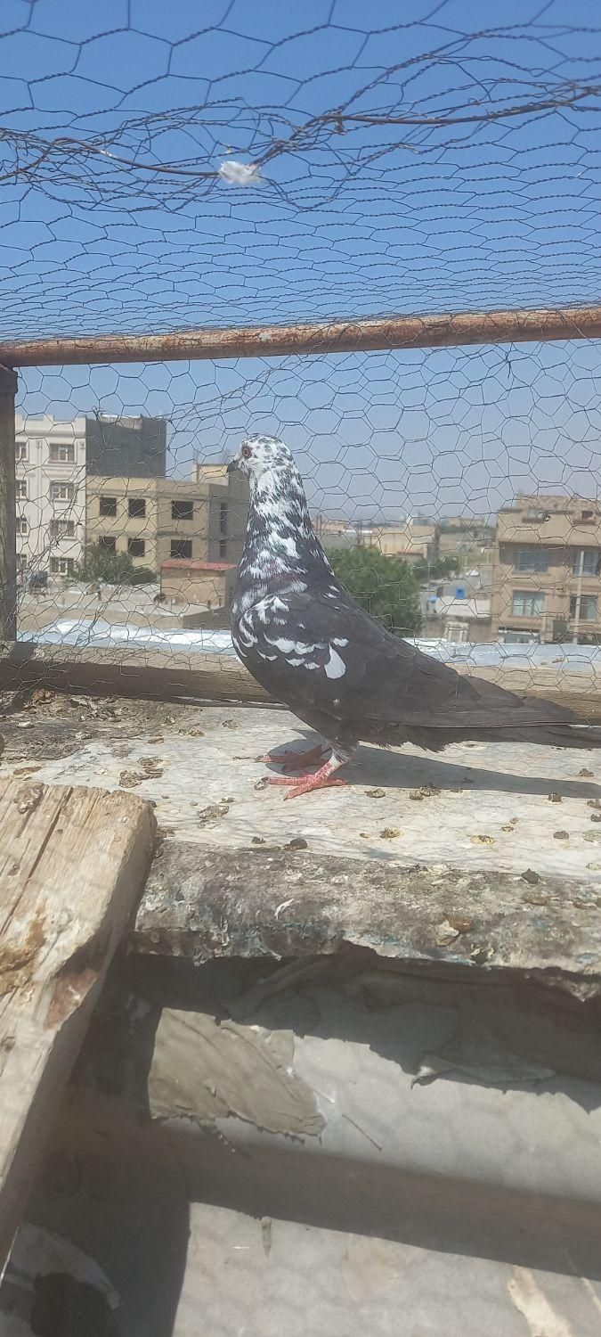کفتر|پرنده|ماهدشت, |دیوار