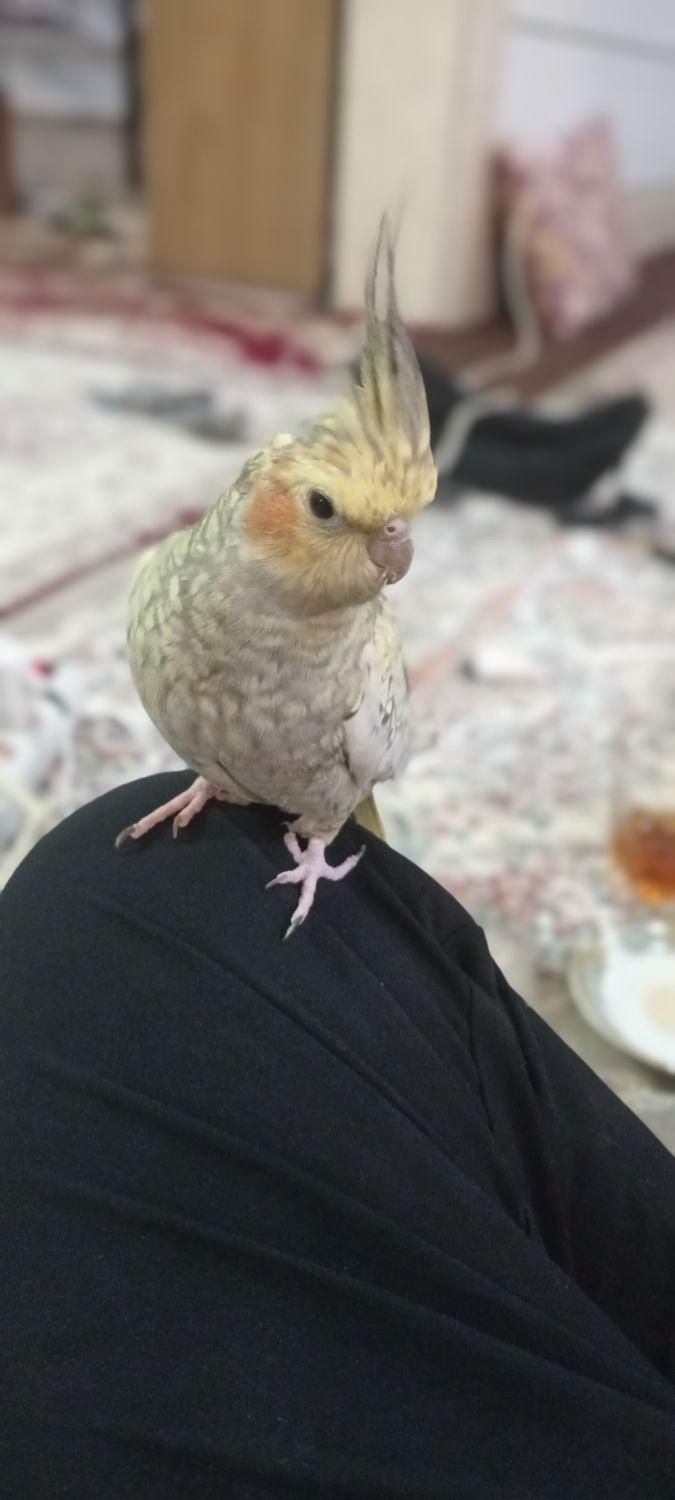 عروس هلندی کاملا رام ودستی|پرنده|آبیک, |دیوار