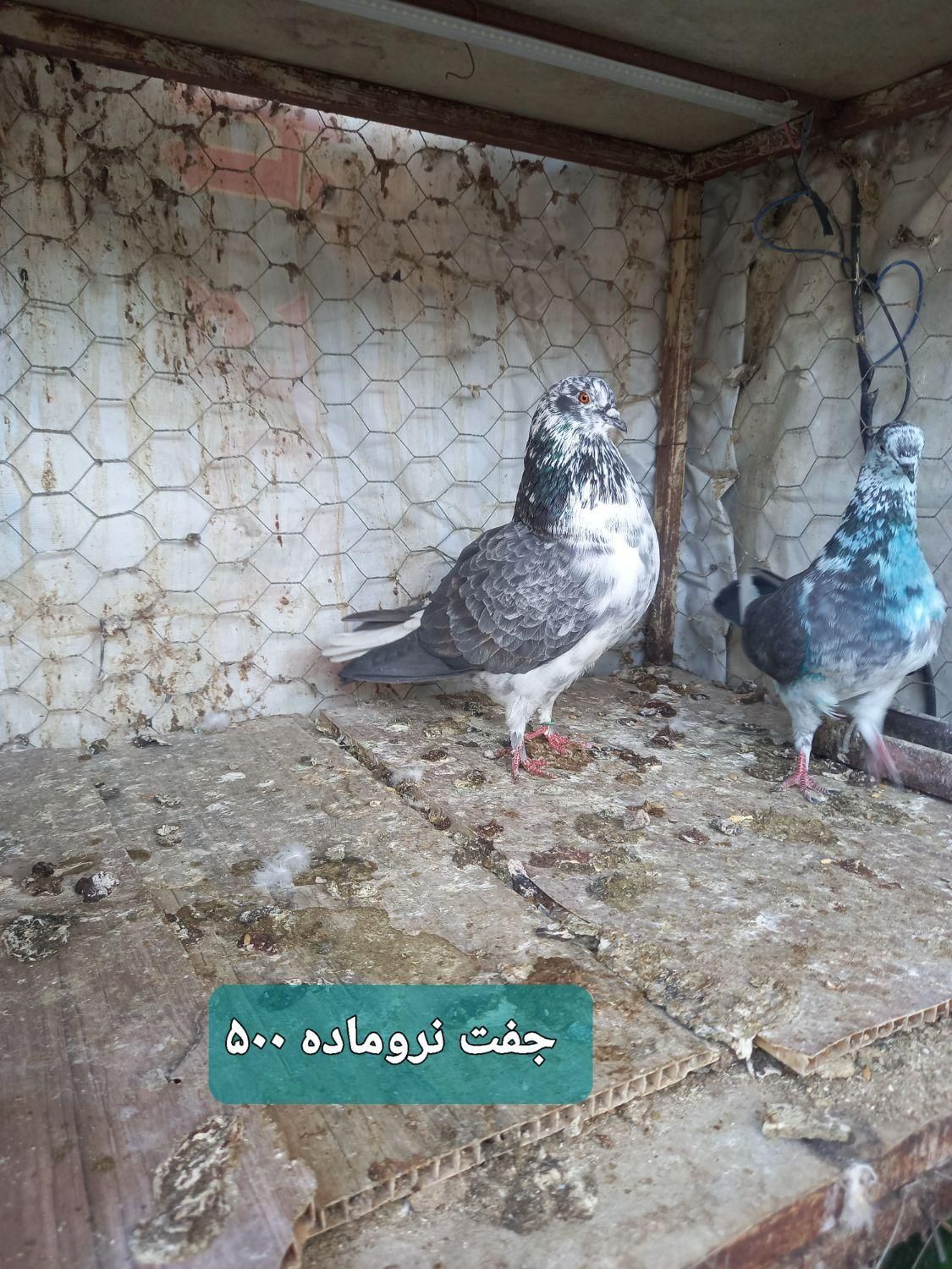 کبوتر کفتر|پرنده|پاکدشت, |دیوار