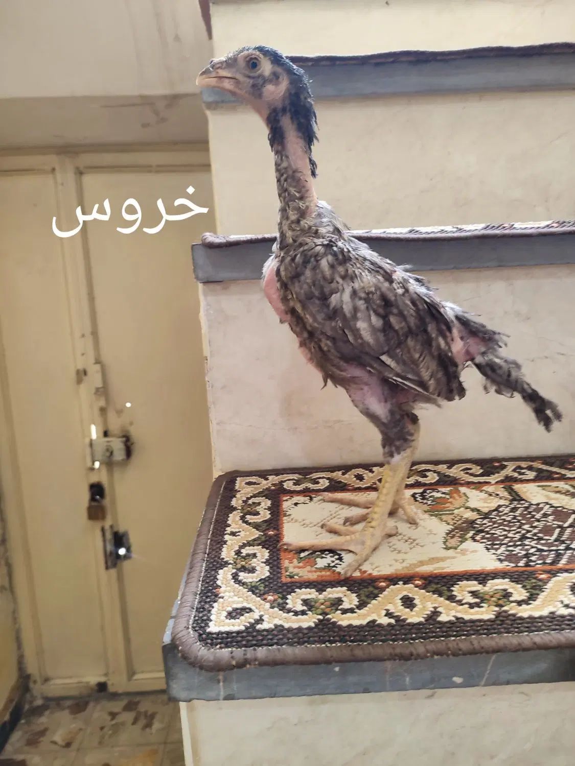جوجه لاری اوشامو و افغان  مرغ لاری خروس لاری|حیوانات مزرعه|کرمانشاه, |دیوار