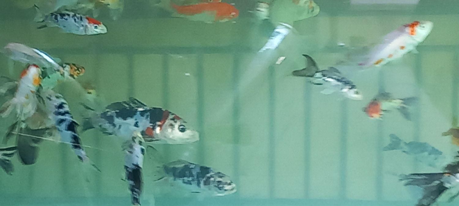 آکواریوم بزرگ با ماهی و لوازمات|ماهی|اصفهان, جلفا|دیوار