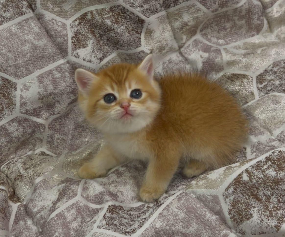 این کوچولوی ملوس در انتظار شماست/فروش گربه خانگی|گربه|اهواز, کیانپارس |دیوار