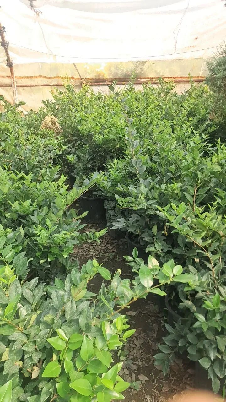 نهال وگل وگیاه|خدمات باغبانی و درختکاری|مشهد, یاغون آباد|دیوار