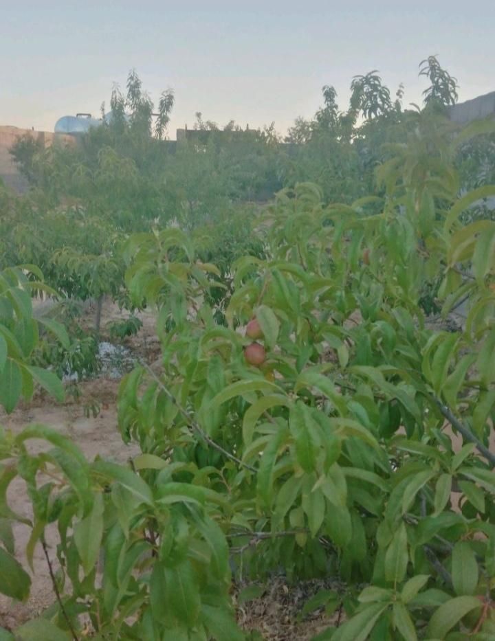 فروش زمین ۵۰۰ متری در روستای زاگ|فروش زمین و ملک کلنگی|مشهد, درزآب|دیوار