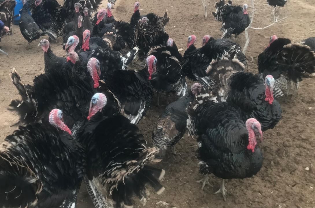 بوقلمون محلی برنز نر-ماده بالغ|حیوانات مزرعه|ورامین, شهرک مدرس|دیوار