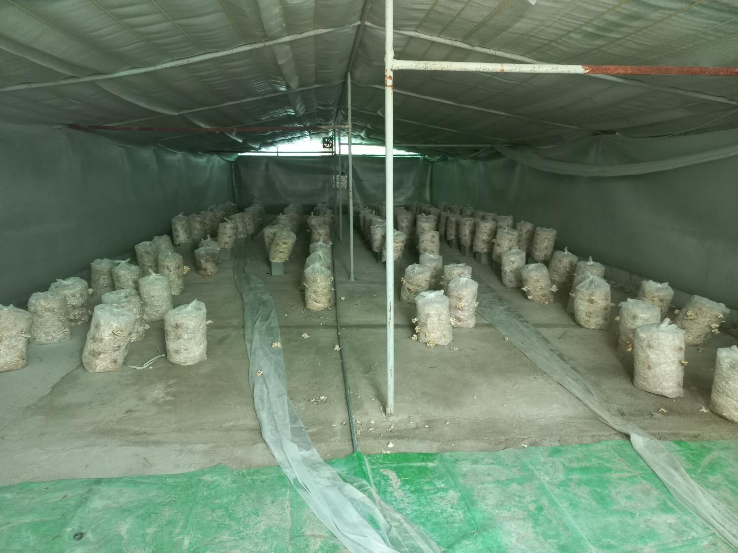 گلخانه جهت پرورش گل و قارچ و ...|اجارهٔ دفتر صنعتی، کشاورزی، تجاری|شیراز, ده پیاله|دیوار