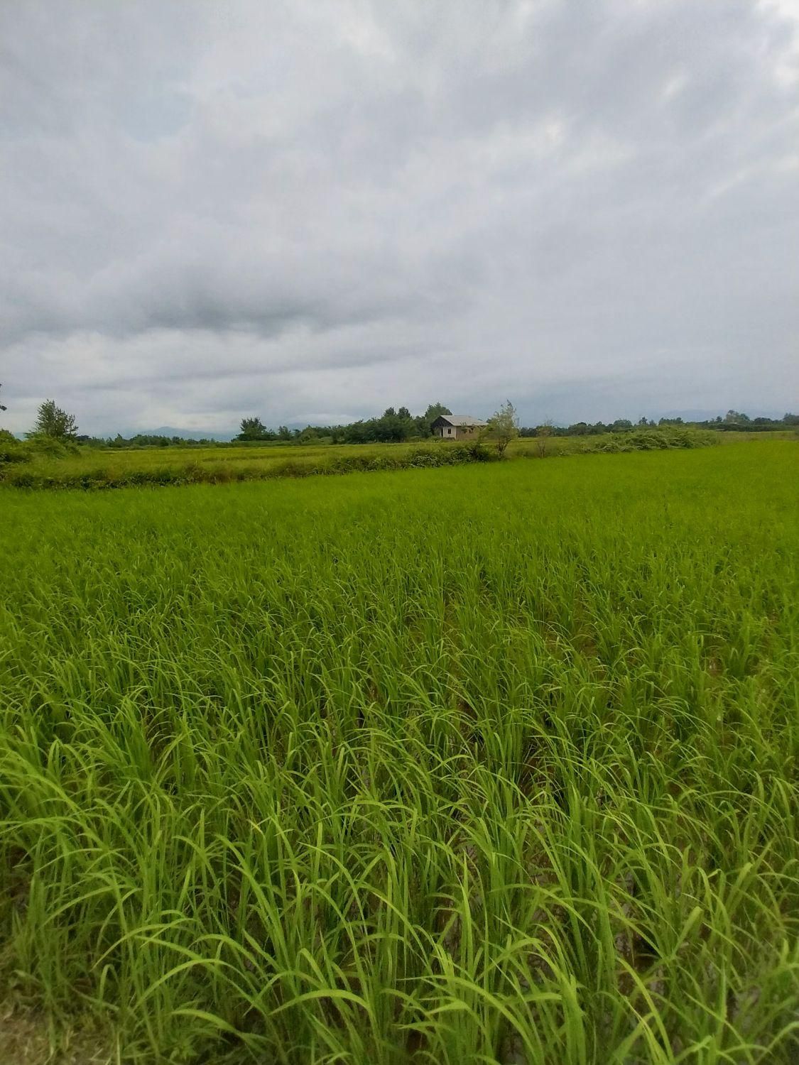 فروش۵هزارمتر/زمین شالیزارکشاورزی/سنتی/اطراف شفت|فروش دفتر صنعتی، کشاورزی، تجاری|شفت, |دیوار