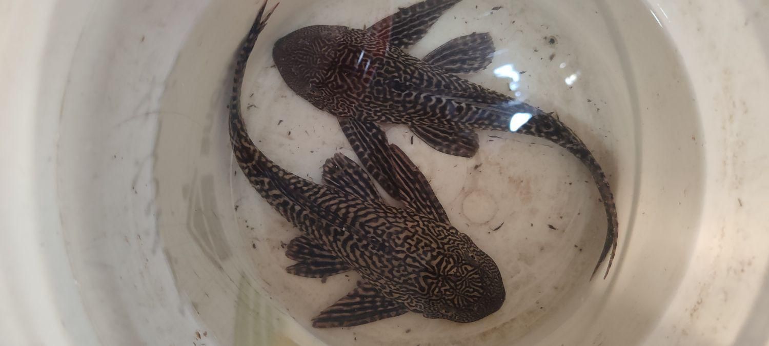 باسمنج خیابان ولیعصر جنب مسجد ولیعصر|ماهی|تبریز, |دیوار