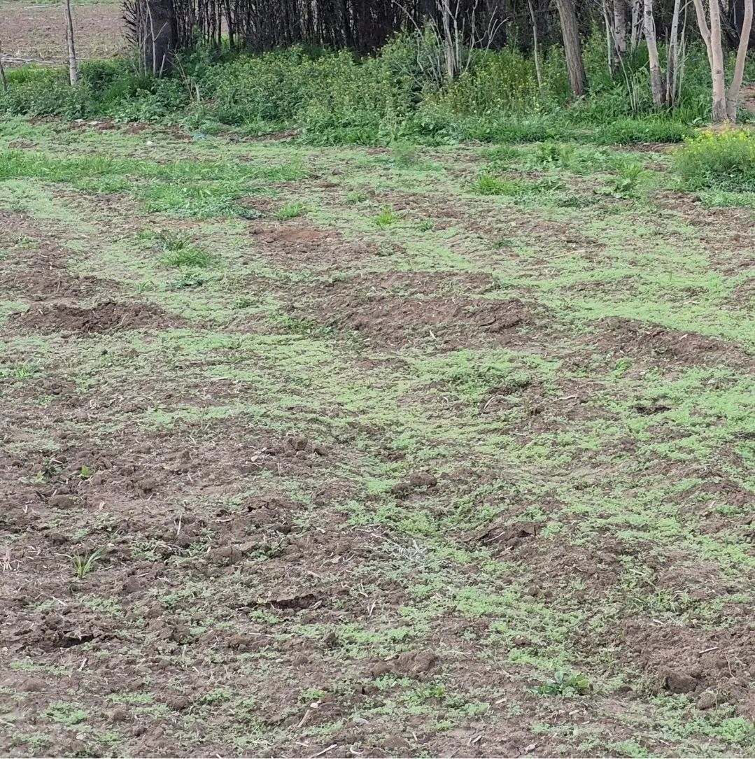 ۱۲۰۰ متر زمین کشاورزی در روستای عماد آباد|فروش زمین و ملک کلنگی|مرودشت, رودبال|دیوار