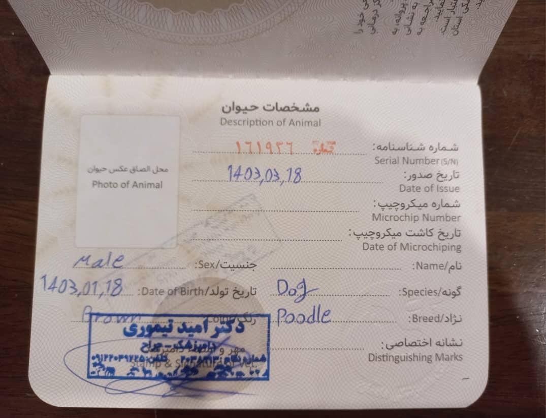 پودل اصیل|سگ|تهران, فردوس|دیوار