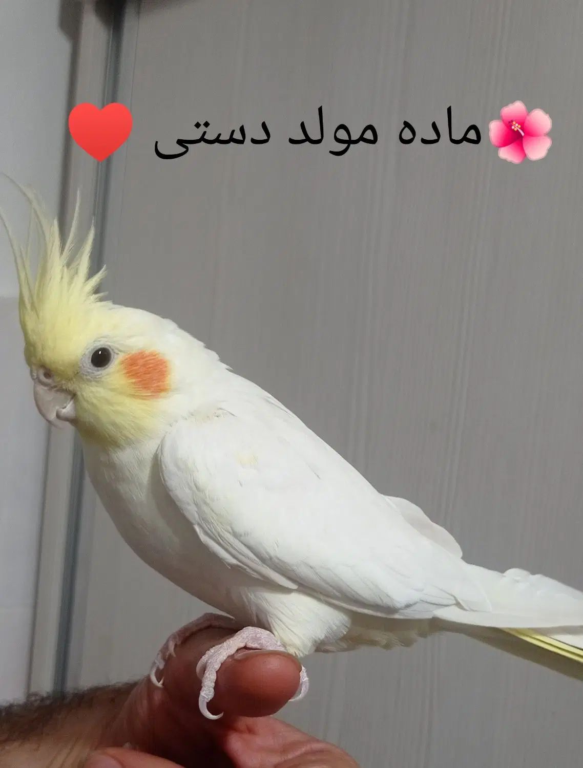 عروس هلندی|پرنده|تهران, شهرک صادقیه|دیوار