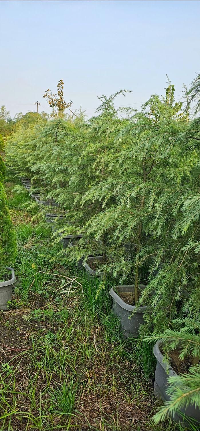 سدروس دئودورا آبی جعبه ای ریشه پرس|خدمات باغبانی و درختکاری|نوشهر, |دیوار