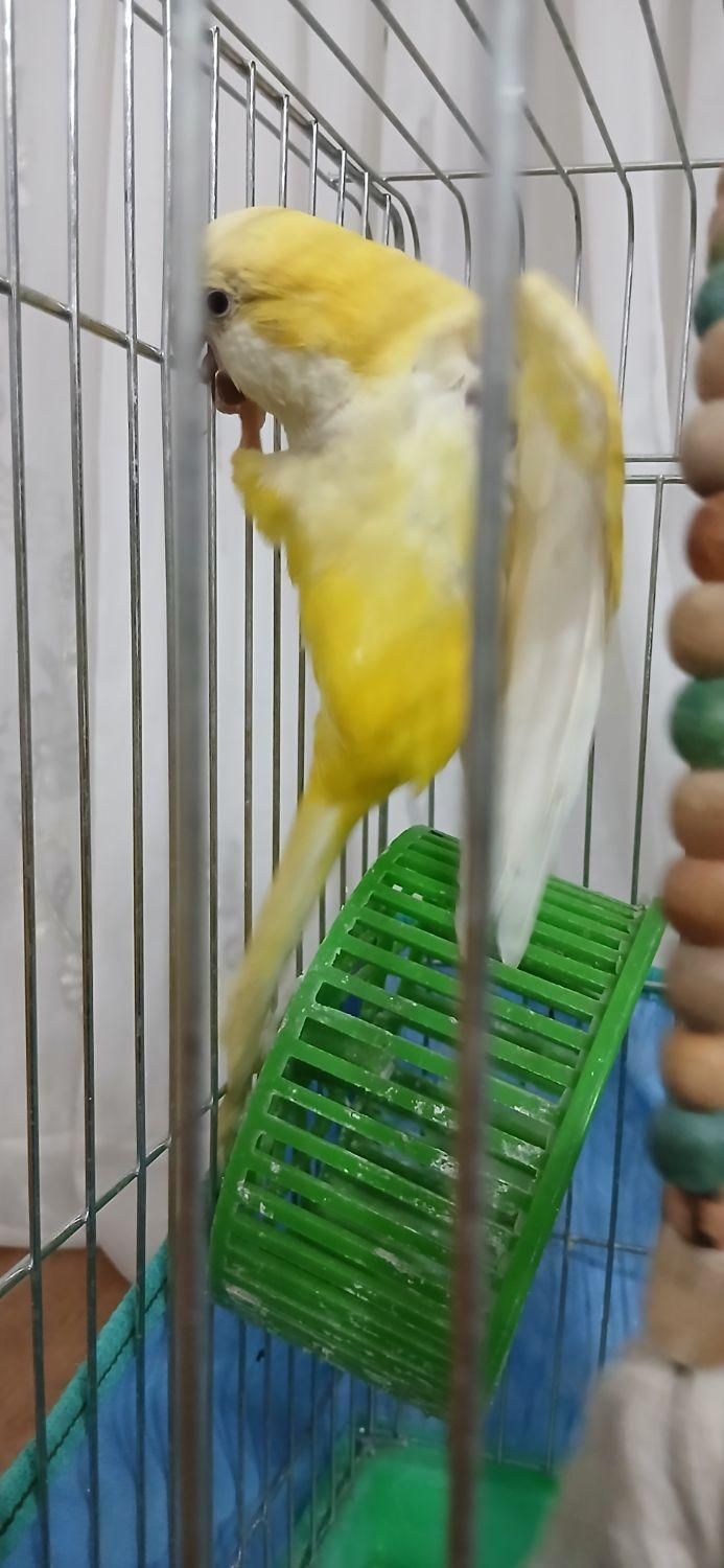 پرنده راهب زرد سخنگو (توضیحات خونده بشه)|پرنده|دورود, |دیوار