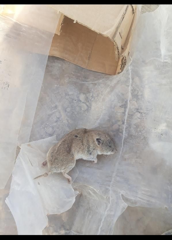 سمپاشی تضمینی سوسک آلمانی،سوسک فاضلاب،ساس،موش|خدمات نظافت|شیراز, زند|دیوار