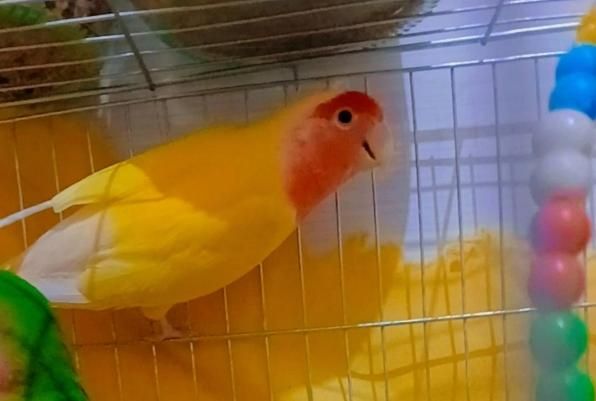 طوطی کتوله ماده جوان شیش تخم|پرنده|رفسنجان, |دیوار