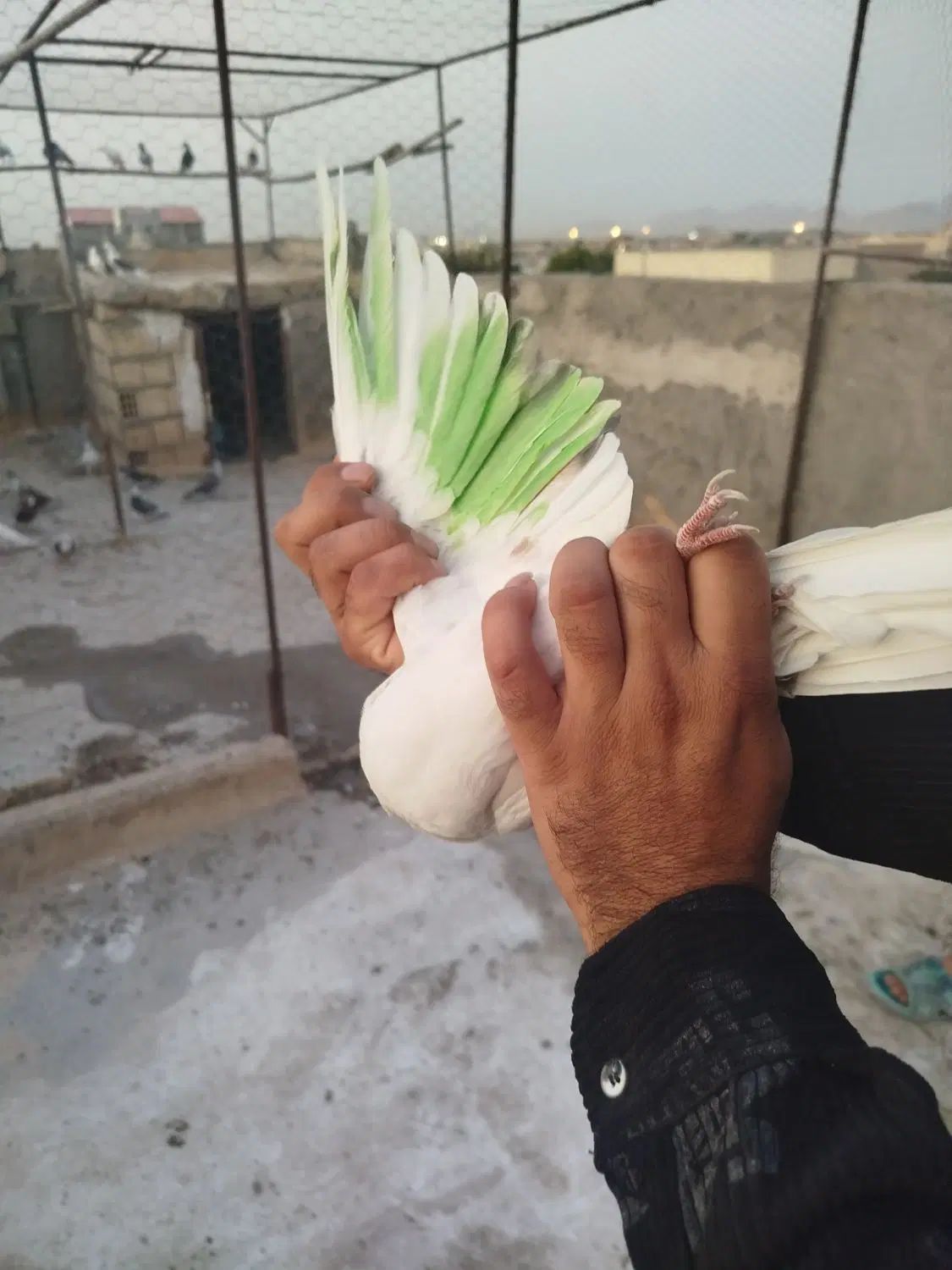 کبوتر پرشی(شکار)|پرنده|اصفهان, سلطان‌آباد|دیوار