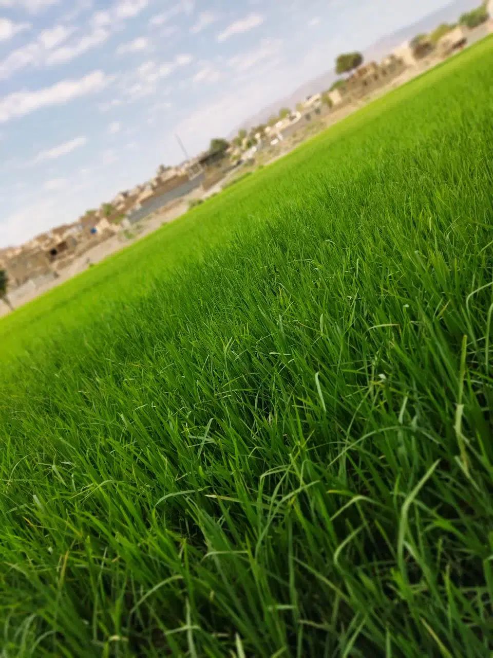 زمین برنج کاری باتغییرکاربری ۱۰متری رودخانه|فروش زمین و ملک کلنگی|فولادشهر, مدیسه|دیوار