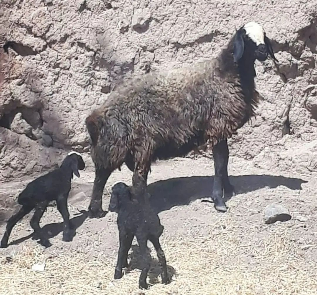 گَلـه گوسفند ابستــن و دوقلـو بره دار|حیوانات مزرعه|میبد, |دیوار