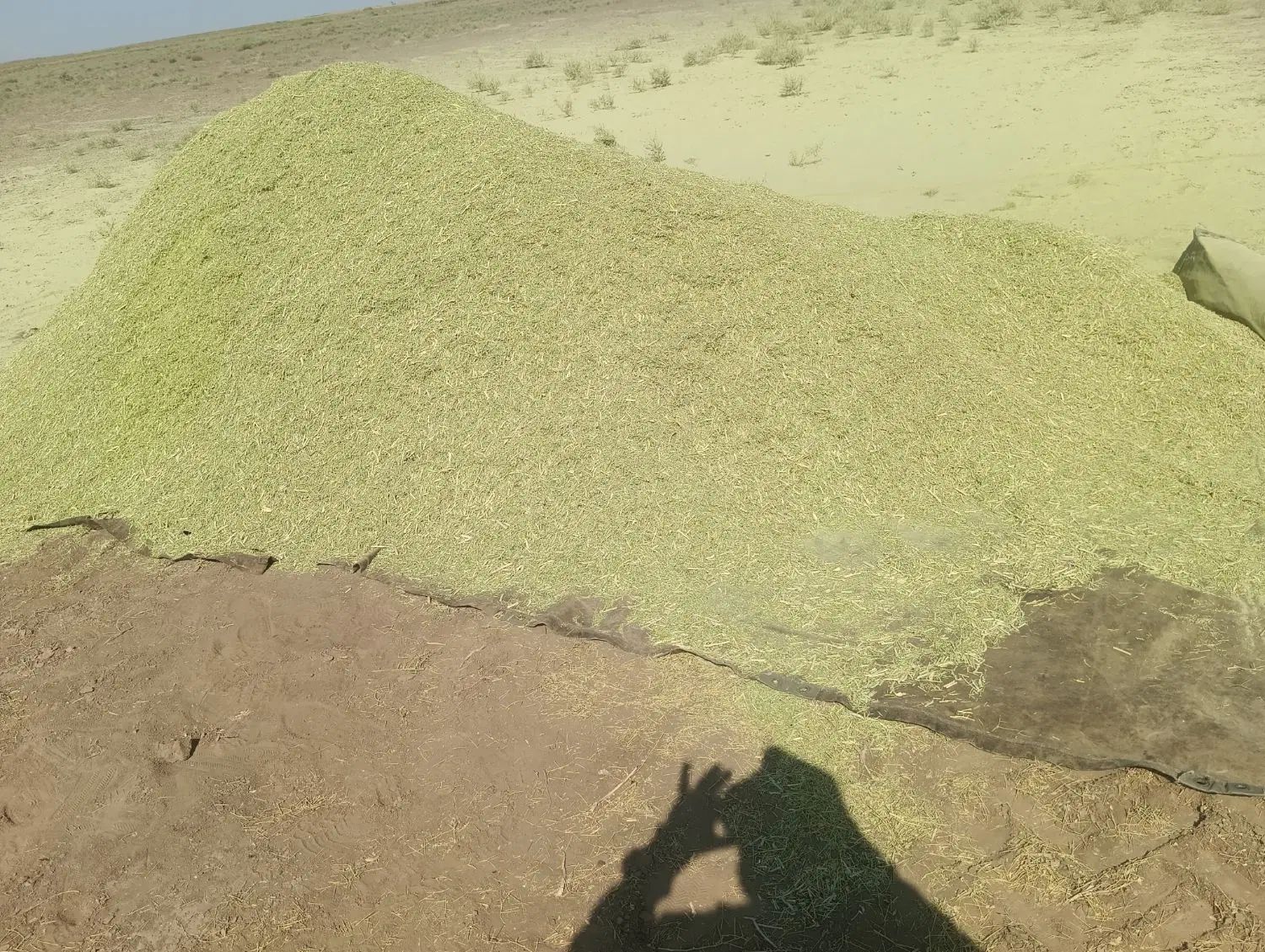 خارشتر|گل و گیاه طبیعی|سبزوار, رباط|دیوار