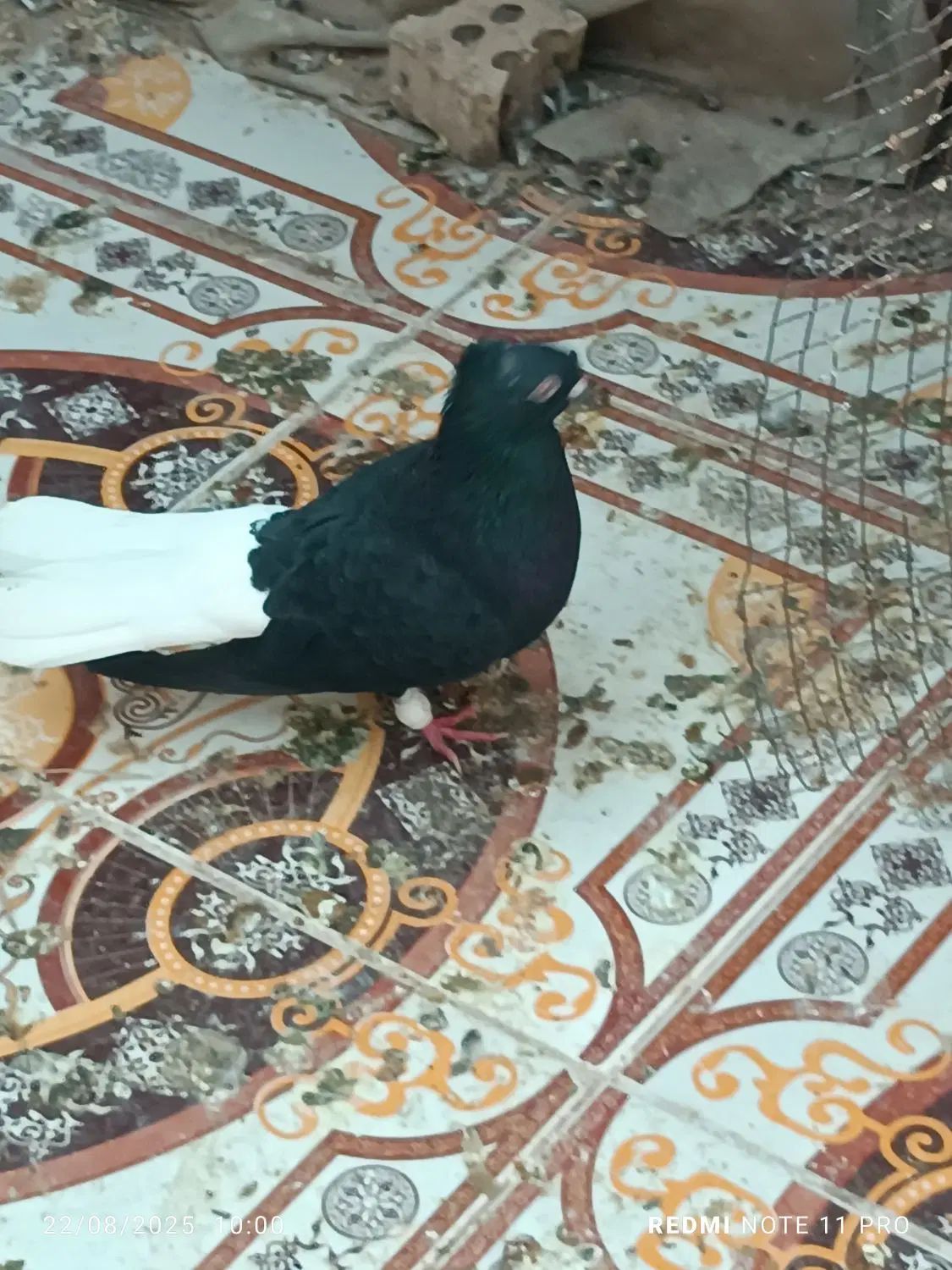‌دم‌ سفیدجفت اشعل ویه ماده سرخ دم سفیدخال سیاه|پرنده|کارون, |دیوار