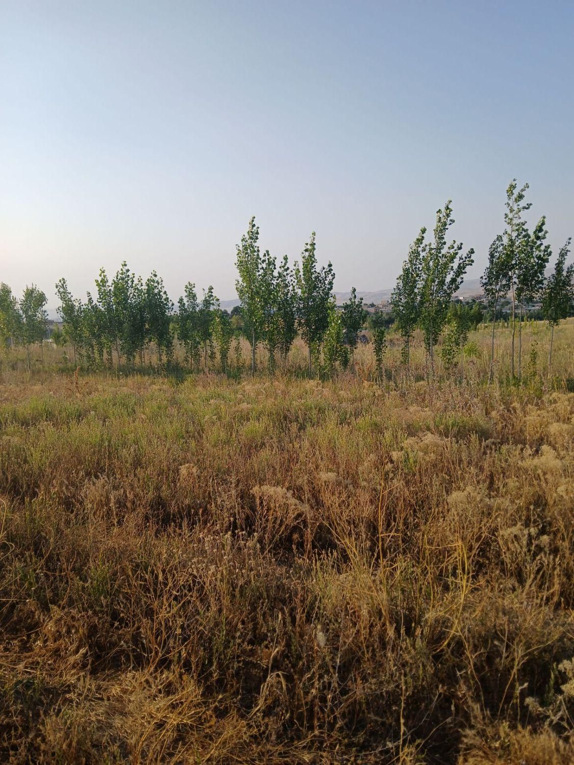 زمین در تکمداش شیروانده|فروش زمین و ملک کلنگی|تیکمه داش, |دیوار