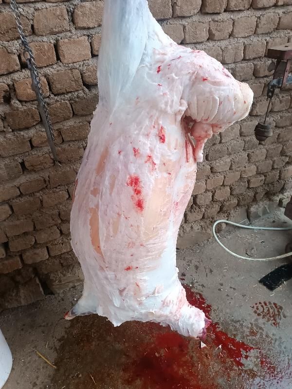 انواع گوسفند کشتاری|حیوانات مزرعه|خرم‌آباد, |دیوار