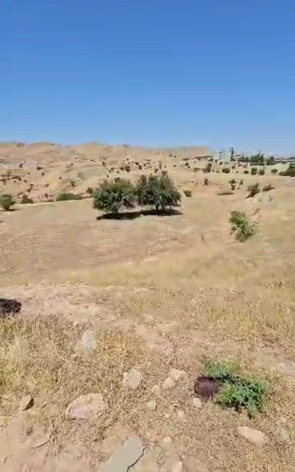 زمین کشاوری مشاع سند تک برگ|فروش زمین و ملک کلنگی|مسجد سلیمان, |دیوار