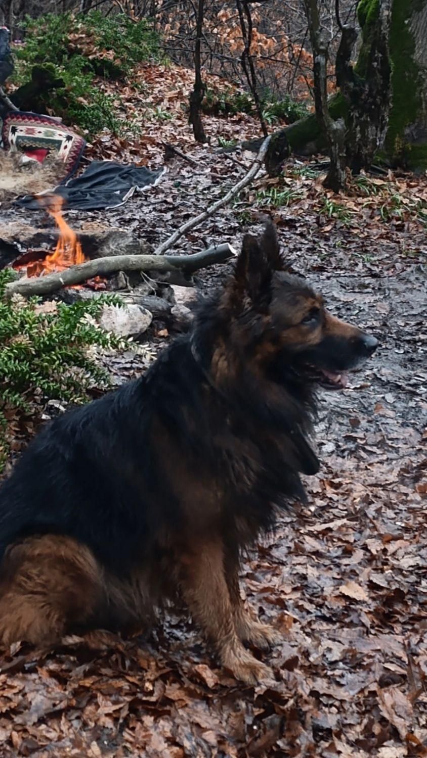 سگ ژرمن موبلند گم شده ۱۰ساله در سید مسعود|حیوانات|گرگان, |دیوار