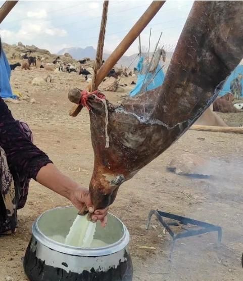 دوغ گوسفندی تازه کوهی|خوردنی و آشامیدنی|زاهدان, |دیوار