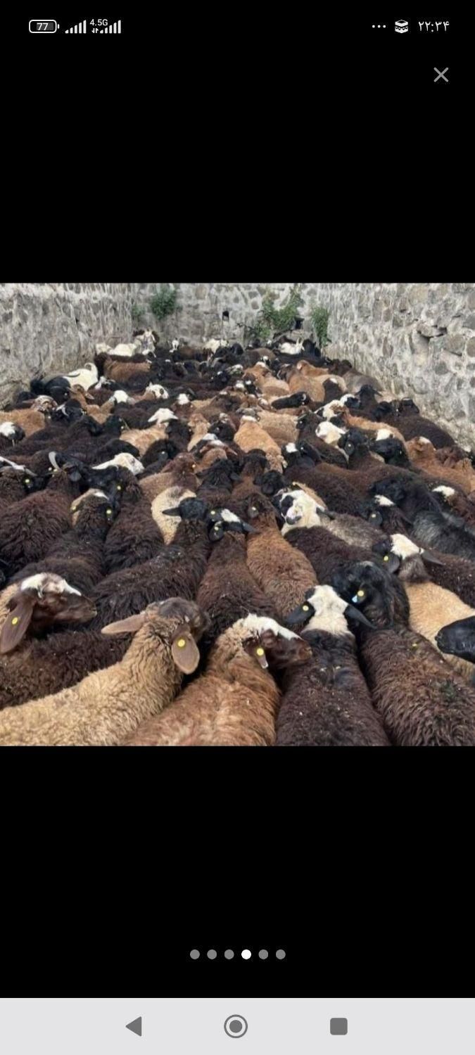 گوسفند افشار ومغان اصل|حیوانات مزرعه|اندیشه, اندیشه فاز ۱|دیوار