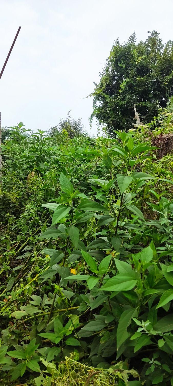 علف زنی،سمپاشی،برش درخت،درختکاری ،خدمات باغبانی|خدمات باغبانی و درختکاری|رودسر, |دیوار