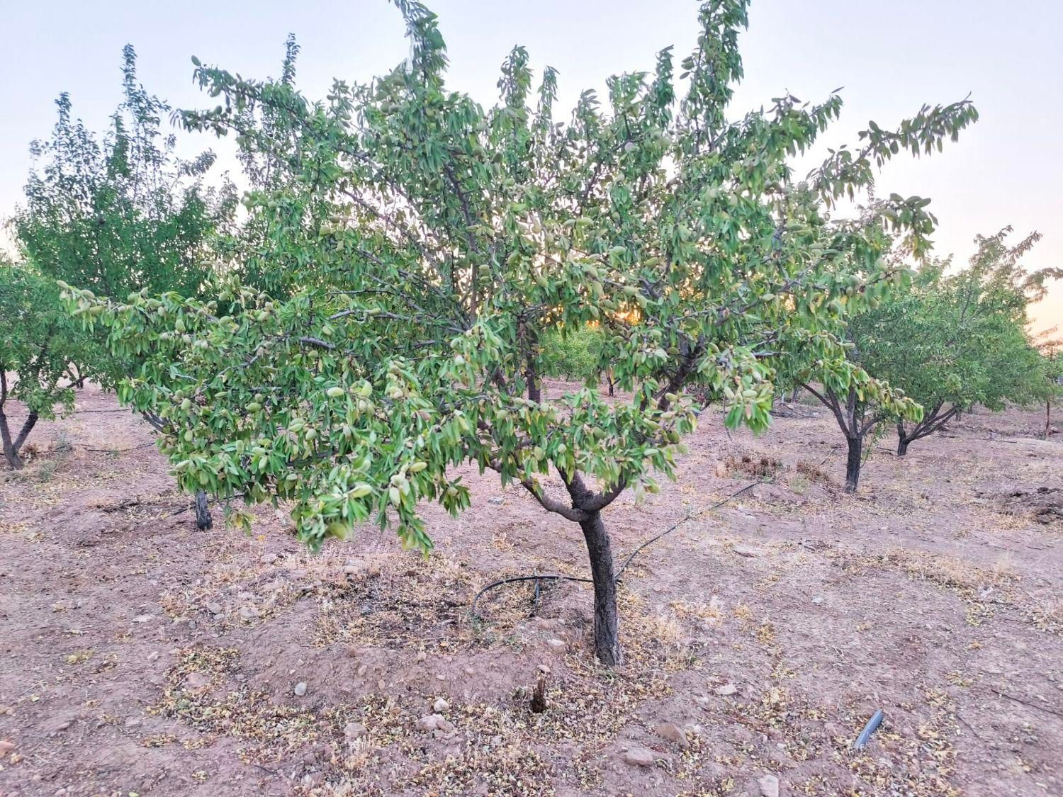 باغ دارای درختان جوان|فروش زمین و ملک کلنگی|اصفهان, آزادگان|دیوار