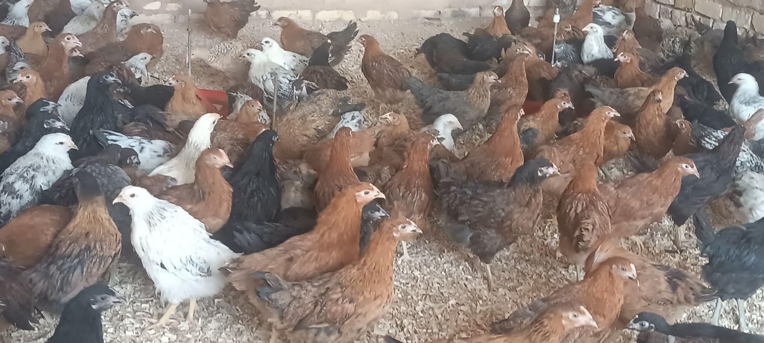 مرغ نیمچه درشت گلپایگانی|حیوانات مزرعه|اصفهان, نصرآباد|دیوار