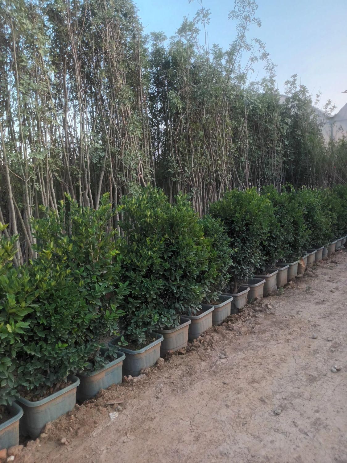 فروش درخت بن دار بن ۱۵ جریمه ای کمسیون ماده ۷|خدمات باغبانی و درختکاری|تهران, استاد معین|دیوار