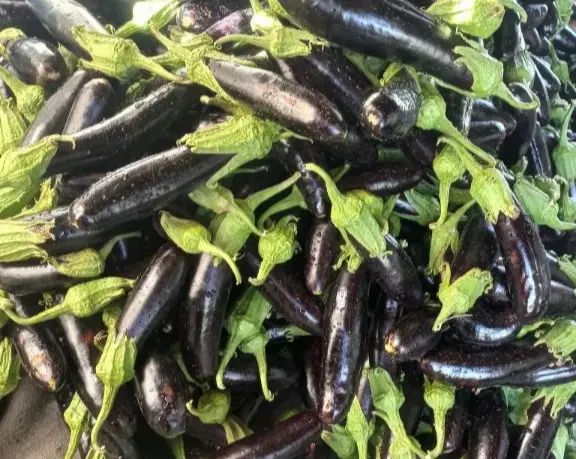 بادمجان بدون تخم آبیاری با آب شیرین|خوردنی و آشامیدنی|مشهد, شهرک شهید باهنر|دیوار