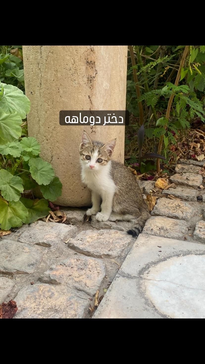 واگذاری بچه گربه|گربه|شیراز, باغ تخت|دیوار