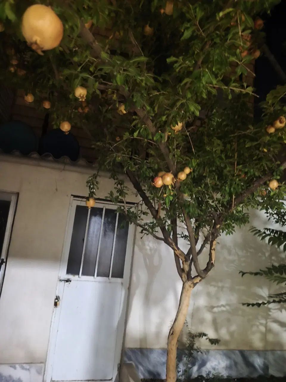 اجاره آپارتمان ۱۰۲ متری ۱ خوابه همکف در گلبرگ|اجارهٔ آپارتمان|مشهد, گلبرگ|دیوار
