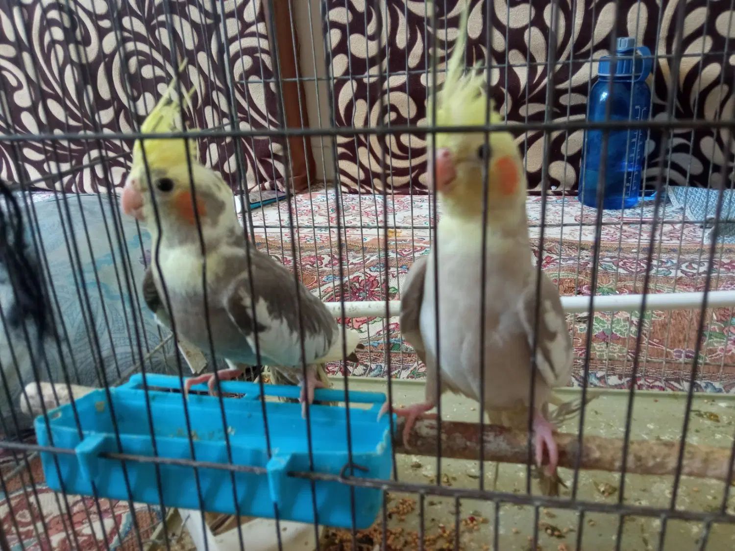 عروس هلندی|پرنده|اصفهان, همت‌آباد|دیوار