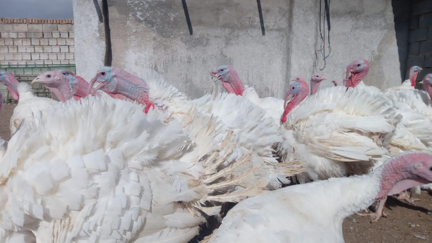 ازتولید به مصرف گوشت ارگانیک بوقلمون|حیوانات مزرعه|بیرجند, |دیوار