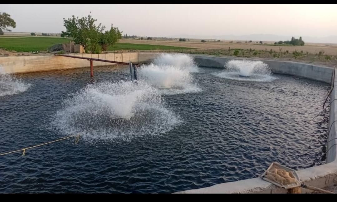 بچه ماهی 100گرم اسپانیا|ماهی|تهران, تهران‌نو|دیوار