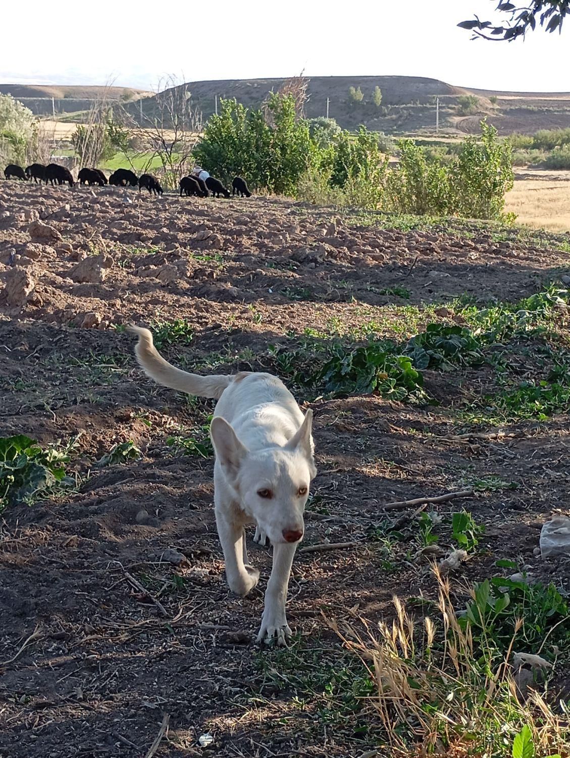 پاکوتای نر|سگ|میانه, |دیوار