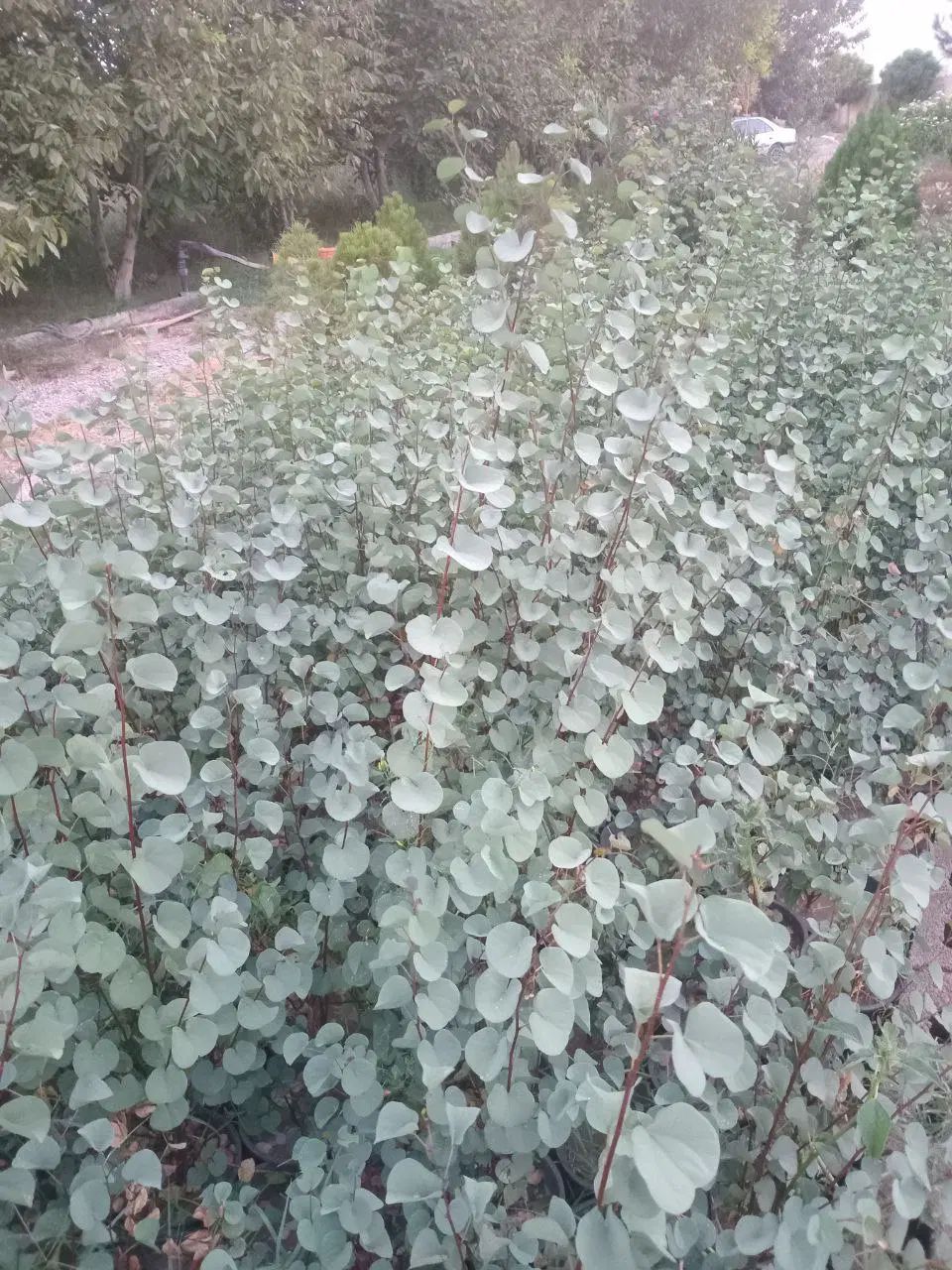 درخت ارغوان|گل و گیاه طبیعی|کرج, اتمسفر|دیوار