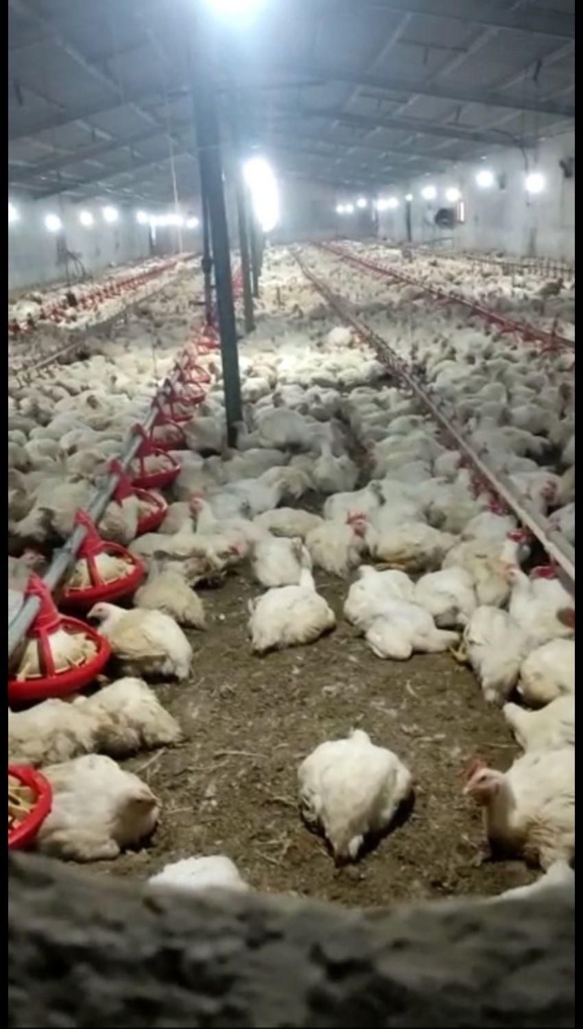 شهرک ازادی کود مرغداری گوشتی|خدمات باغبانی و درختکاری|باوی, |دیوار