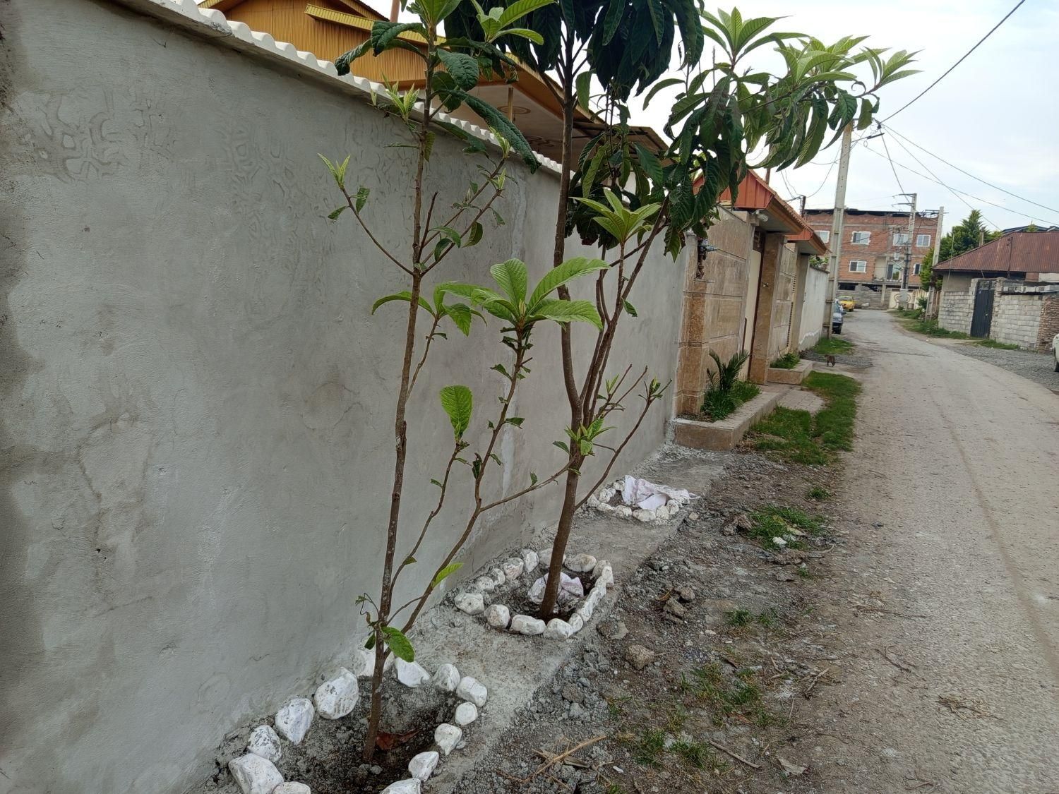 تمامی کارهای بنای وسفال چینی سیمان کاری بلوک|خدمات پیشه و مهارت|آمل, |دیوار