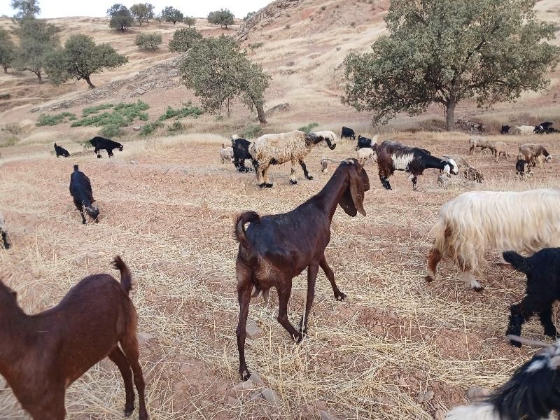 بز دوقلوزا|حیوانات مزرعه|مسجد سلیمان, |دیوار