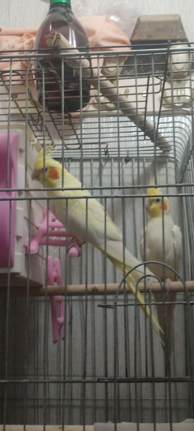 عروس هلندی|پرنده|تهران, آذری|دیوار